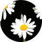Culotte rigolote pour femmes Marguerites durant la nuit