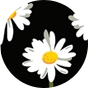 Culotte rigolote pour femmes Marguerites durant la nuit