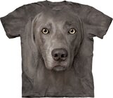 Weimaraner Adult Weimaraner Adult