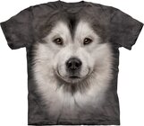 Alaskan Malamute Dog Alaskan Malamute Dog