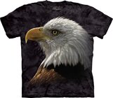Bald Eagle Portrait Bald Eagle Portrait