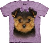 Yorkshire Terrier Puppy Yorkshire Terrier Puppy