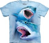 Great White Sharks Great White Sharks