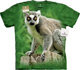 Ring Tailed Lemur Adult Ring Tailed Lemur Adult