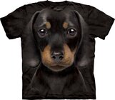 Dachshund Puppy Child Dachshund Puppy Child