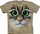 Big Eyes Kitten Face Big Eyes Kitten Face