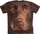Chocolate Lab Face Adult