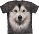 Alaskan Malamute Dog Alaskan Malamute Dog
