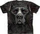 Black Pitbull Dog Head Adult Black Pitbull Dog Head Adult