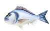 Poduszka Sparus złotogłowy - 60 cm