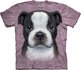 Boston Terrier Puppy