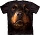 Rottweiler Face Adult Rottweiler Face Adult