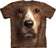 Welsh Springer Spaniel Child Welsh Springer Spaniel Child