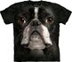 Boston Terrier Face Child Boston Terrier Face Child