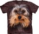 Yorkshire Terrier Adult Yorkshire Terrier Adult