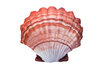 Scallop Pillow Orange