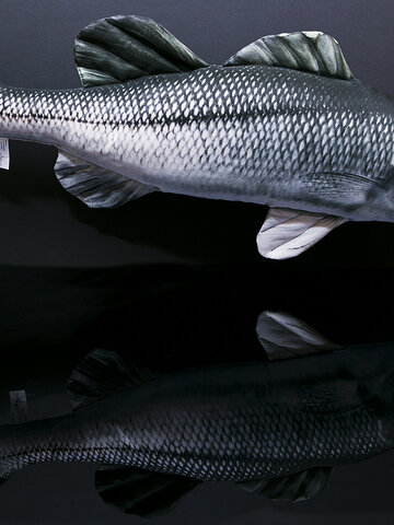 Potešte sa týmto kúskom Dedoles Vankúš Morský ostriež - 70 cm