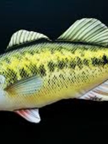 Výnimočný darček od Dedoles Vankúš Ostriež čierny - 67 cm