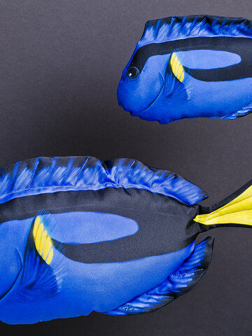 Výpredaj Vankúš Tŕňovec kráľovský - 56 cm