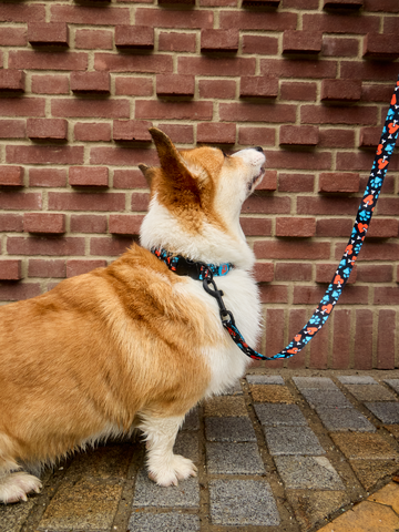 Ausverkauf Hundehalsband Herzen und Pfoten