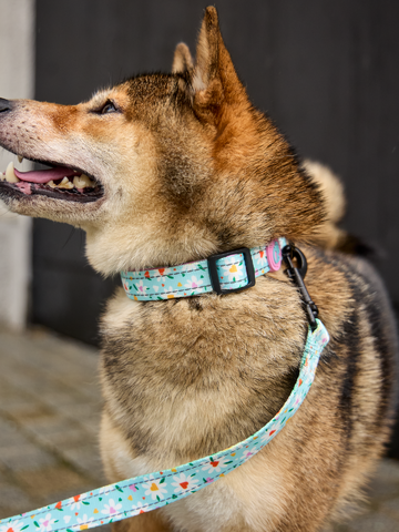 für ein vollkommenes und originelles Outfit Hundehalsband Herzen und Gänseblümchen