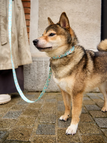 Bereiten Sie sich Freude mit diesem Dedoles-Stück Hundehalsband Herzen und Gänseblümchen