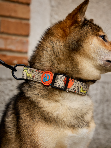 Geschenktipp Hundehalsband Hundepack