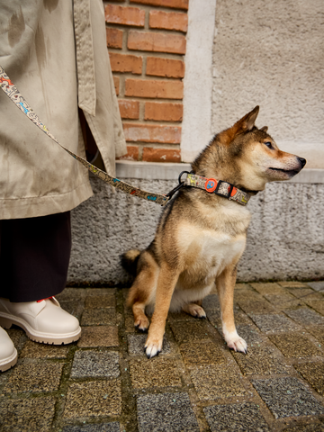 Geschenk von Dedoles Hundehalsband Hundepack