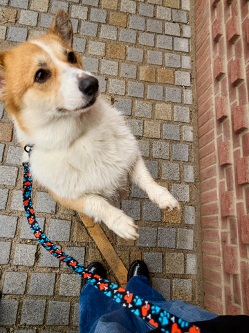 Foto Hundeleine Herzen und Pfoten 