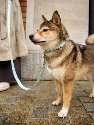 Lifestyle foto Кучешки повод Сърца и Маргаритки