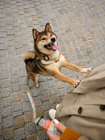 Rabatt Hundeleine Hundepack