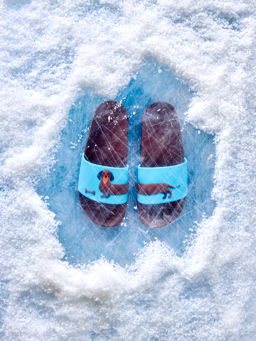 Sale Slides Long Dachshund