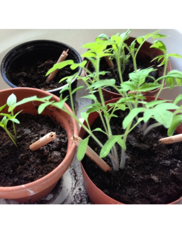 Výpredaj Zasaď ceruzku - Hrachor voňavý