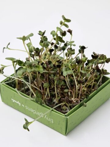 Obrázok produktu Mini záhradka - brokolica