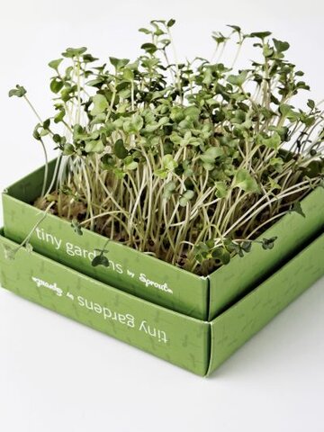 Obrázok produktu Mini záhradka - slnečnica