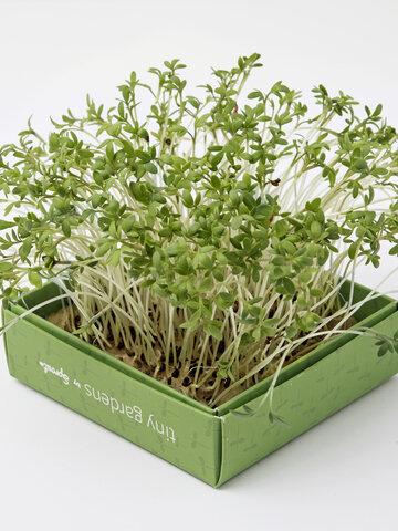 Výpredaj Mini záhradka - slnečnica