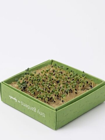 Výnimočný darček od Dedoles Mini záhradka - slnečnica