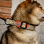 Geschenktipp Hundehalsband Hundepack