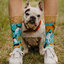 Lifestyle foto Calzini Buonumore Amico Cane