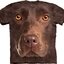 Lifestyle foto Chocolate Lab Face Adult
