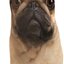 Foto Pug Face  Adult