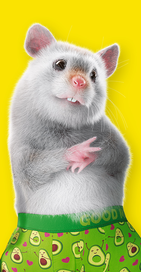 Meet our hamster Dodo