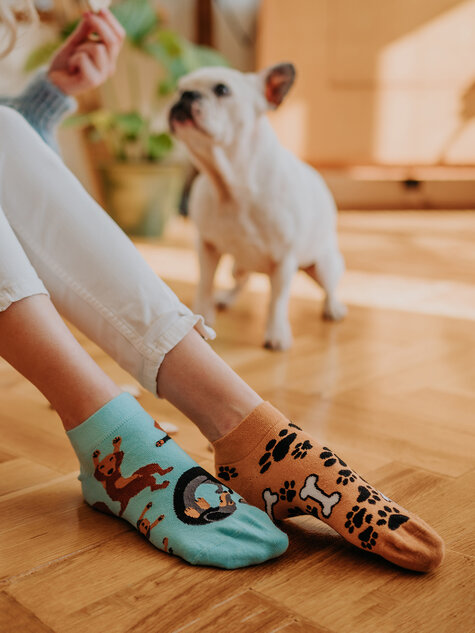 Dachshund (23) Dachshund (23)