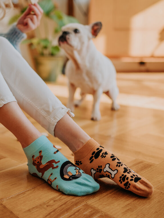 Dachshund (23) Dachshund (23)